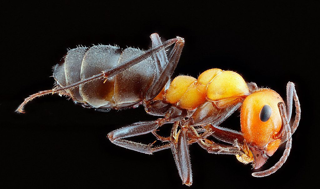 Ant Control service in Salisbury, MD