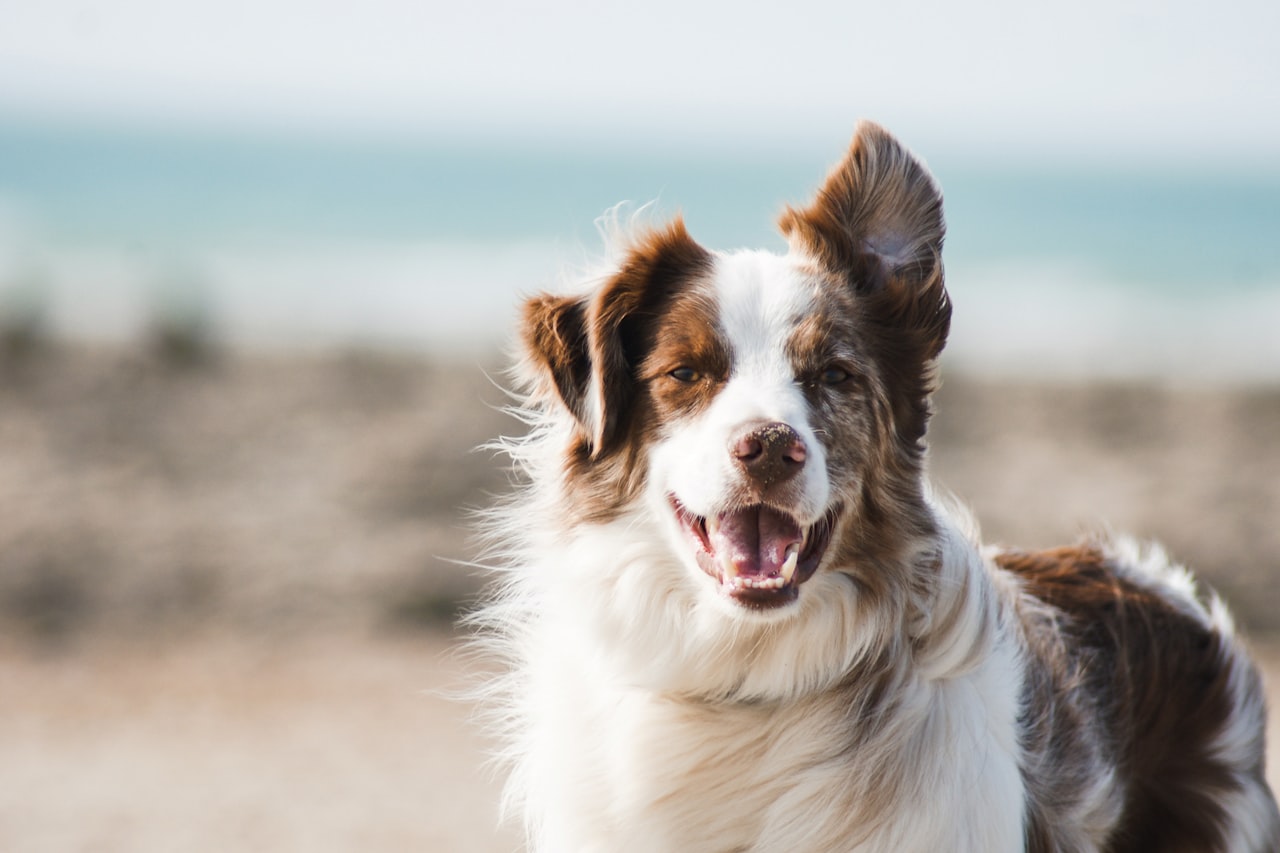 Flea & Tick Control service in Salisbury, MD