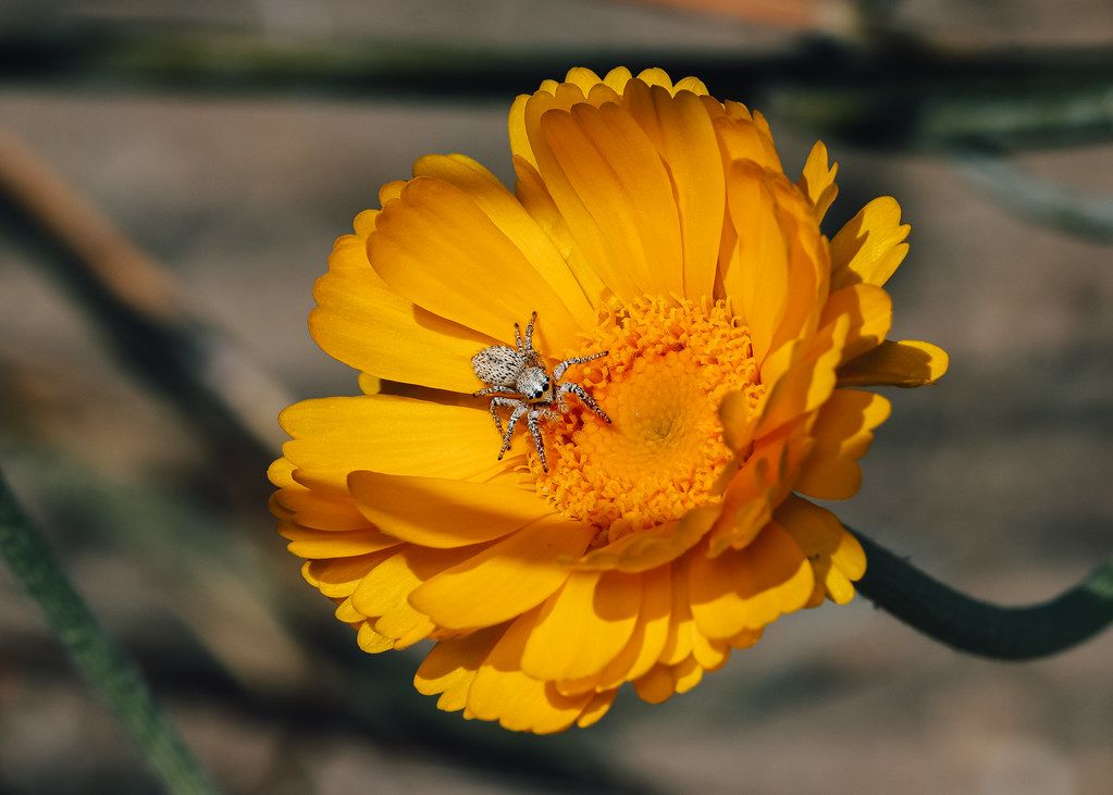 Spider Control service in Salisbury, MD